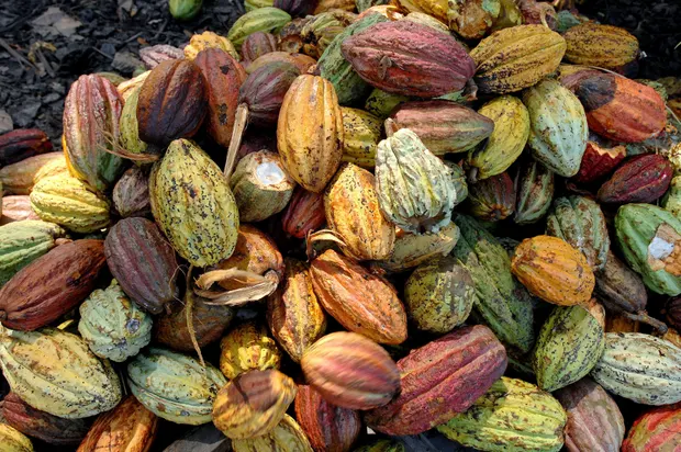 cocoapods used in African Black Soap